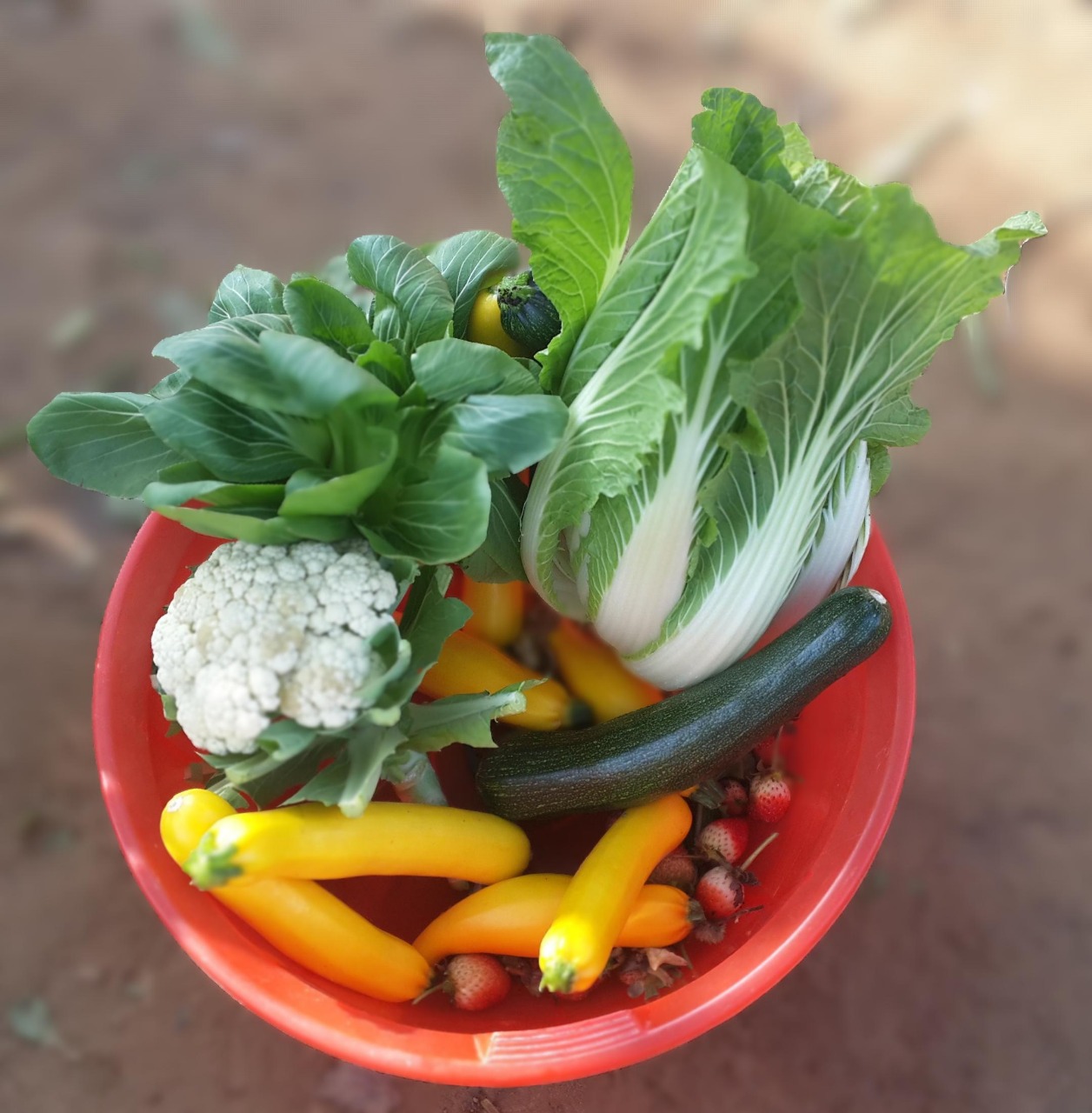 Vegetables